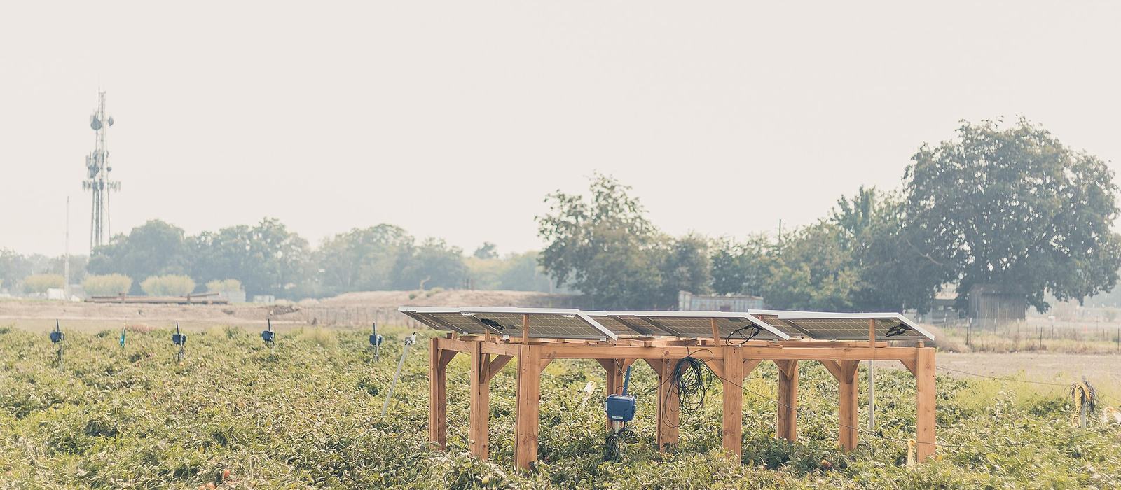 Crops growing beneath raised solar panels